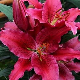 Лилия восточная Уан Лав