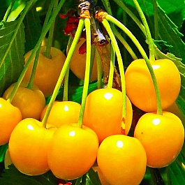 Черешня Янтарная