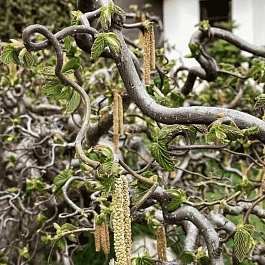 Фундук Contorta