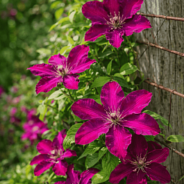 Клематис Westerplatte