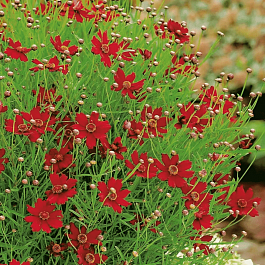 Кореопсис Ruby Red