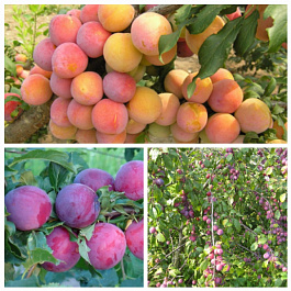 Дерево-сад (2-3х летка) слива 2 сорта Этюд - Скороплодная