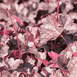 Гейхера  Rachel