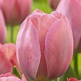 Тюльпан Mystic Van Eyck