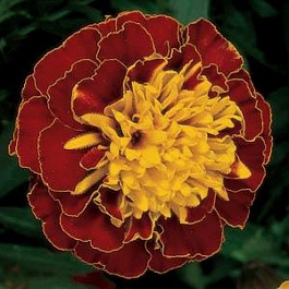 Бархатцы отклоненные Бой Хармони