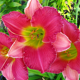 Лилейник гибридный Файнал Тач