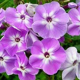 Флокс метельчатый Катерина Флокс метельчатый Катерина