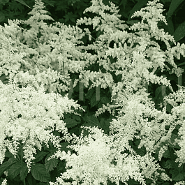 Астильба Арендса Brautschleier