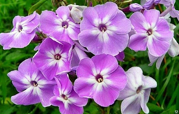 Флокс метельчатый Катерина