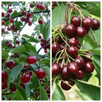 Дерево-сад (2-3х летка) вишня 2 сорта Молодежная-Шоколадница