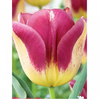 Тюльпан Триумф Бостон