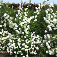 Жасмин садовый Шниструм Жасмин садовый Шниструм
