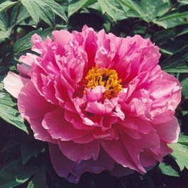 Пион древовидный Красное серебро