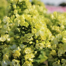 Флокс метельчатый Саншайн