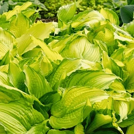 Хоста First Dance