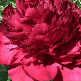 Пион Молочноцветковый Best Men