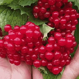 Калина съедобная Красная гроздь