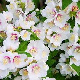 Жасмин садовый Боклер