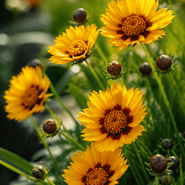 Кореопсис крупноцветковый Sunfire yellow red
