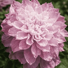 Клематис Dancing Smile