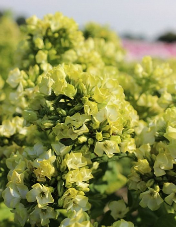 Флокс метельчатый Саншайн