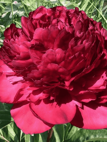 Пион Молочноцветковый Best Men