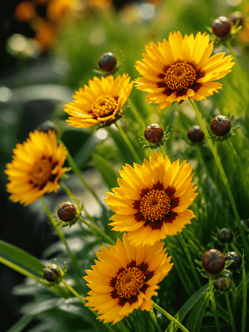 Кореопсис крупноцветковый Sunfire yellow red