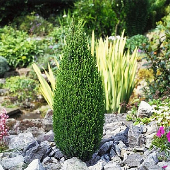 Можжевельник обыкновенный Компресса