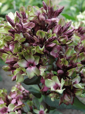 Флокс метельчатый Green Lady