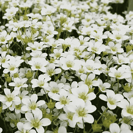 Камнеломка Арендса Schneeteppich