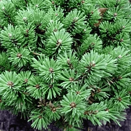 Сосна горная  Kostelniček