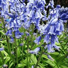 Гиацинтоидес Blue