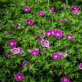 Герань кроваво-красная Elke