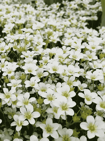 Камнеломка Арендса Schneeteppich