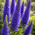 Вероника колосистая BLUE BOUQUET