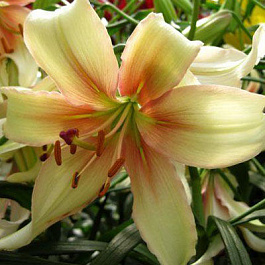 Лилия азиатская Венто