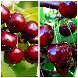 Дерево-сад (2-3 летка) вишня 2 сорта Шоколадница-Ночка