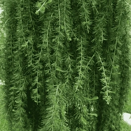 Лиственница европейская Repens