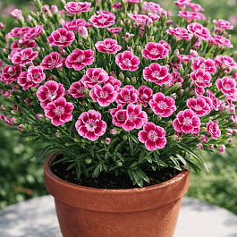 Гвоздика  Pink Kisses