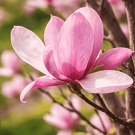 Магнолия Pinkie
