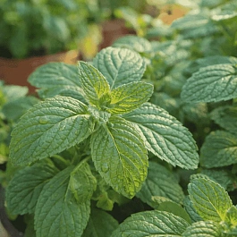 Мята "Винная"