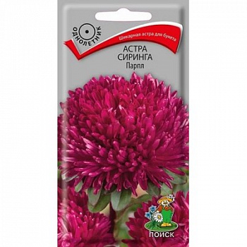 Астра Сиринга Парпл