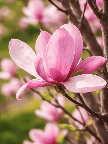 Магнолия Pinkie