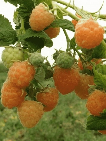 Малина обыкновенная Золотые купола