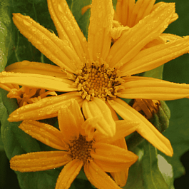 Бузульник зубчатый Orange Queen