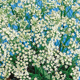 Анис овощной Блюз