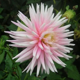 Георгина Кактусовая Старс Леди