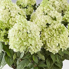 Гортензия метельчатая  Panorama