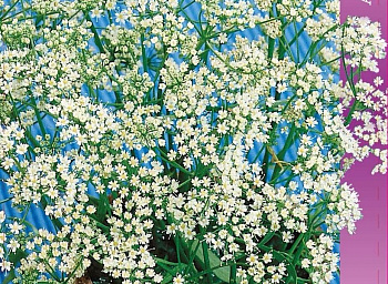 Анис овощной Блюз