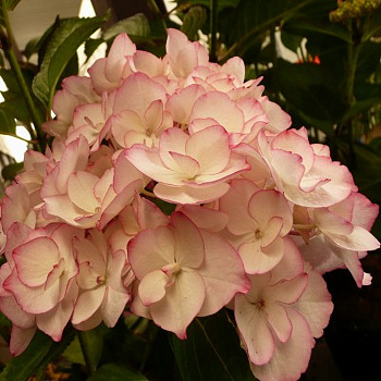 Гортензия крупнолистовая Сабрина Гортензия крупнолистовая Сабрина